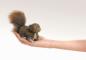 Preview: Folkmanis Fingerpuppe Mini Eichhörnchen
