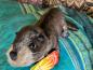 Preview: Folkmanis Handpuppe Flussotter - 2266