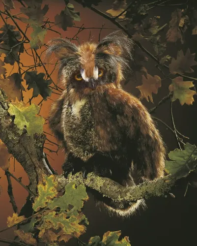 Folkmanis Handpuppe Eule, bewegliche Augendeckel / Great Horned Owl - 2403