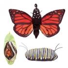Folkmanis Handpuppe Monarch Schmetterling in Metamorphose - 3073
